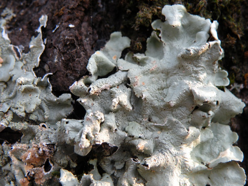 Lichene su vecchio acero